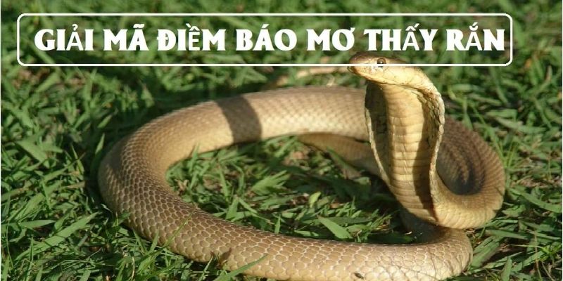 Nằm mơ thấy rắn đánh con gì để bạn có thể trúng xổ số