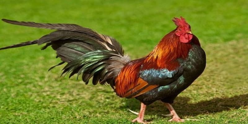 Mơ thấy gà đánh con gì chuẩn xác dành cho người mới 3 Giải đáp chi tiết về giấc mơ thấy gà đánh con gì cho newbie