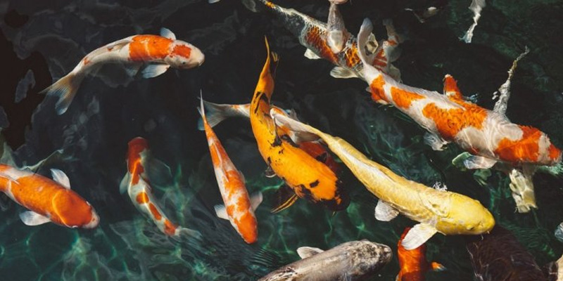 Mơ Thấy Cá Đánh Con Gì Và Ý Nghĩa Có Thể Bạn Chưa Biết 4 Mơ thấy cá bạn nên chọn đánh những con số như 79, 56