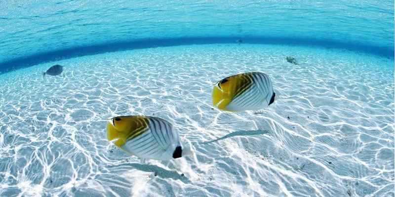 Mơ Thấy Cá Đánh Con Gì Và Ý Nghĩa Có Thể Bạn Chưa Biết 8 Mơ thấy cá cho thấy điềm báo về sự thịnh vượng cho bạn