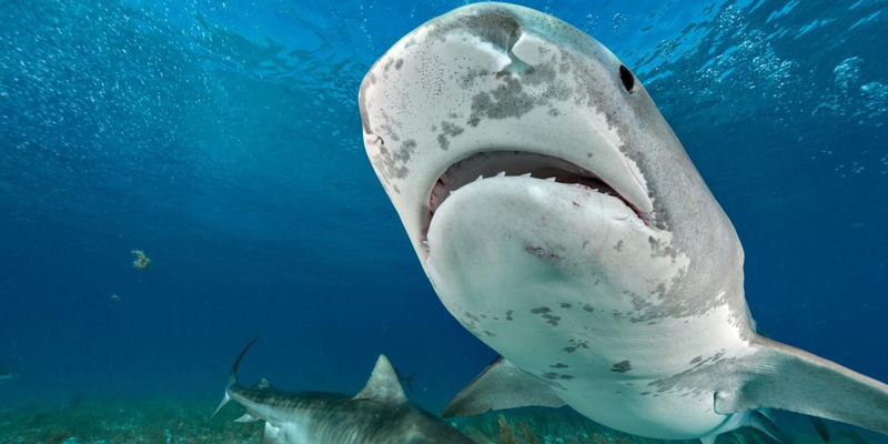 Mơ Thấy Cá Đánh Con Gì Và Ý Nghĩa Có Thể Bạn Chưa Biết 3 Mơ thấy những loài cá dữ cho thấy điềm báo không tốt