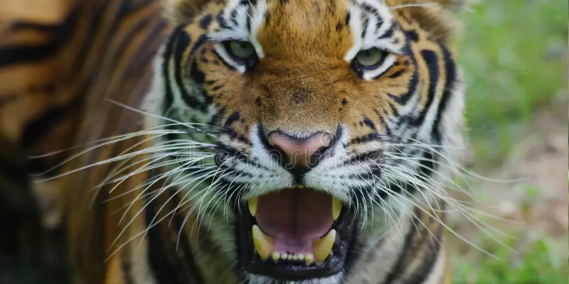 Mơ Thấy Cọp Đánh Con Gì? Giấc Mơ Hổ Mang Ý Nghĩa Ra Sao? 3 Mơ thấy bị hổ cắn tạo ra sự kinh hãi lớn