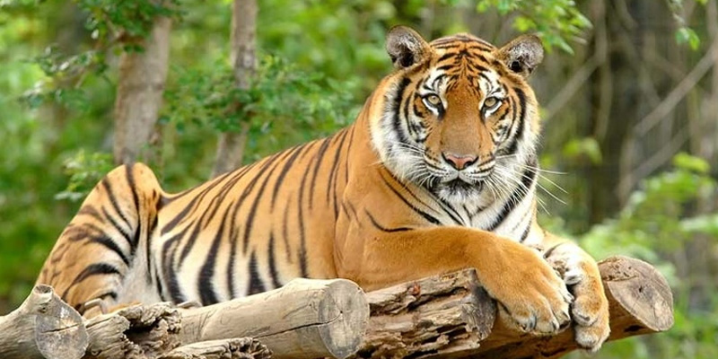 Có nhiều con số có thể liên hệ khi mơ giấc mơ thấy cọp