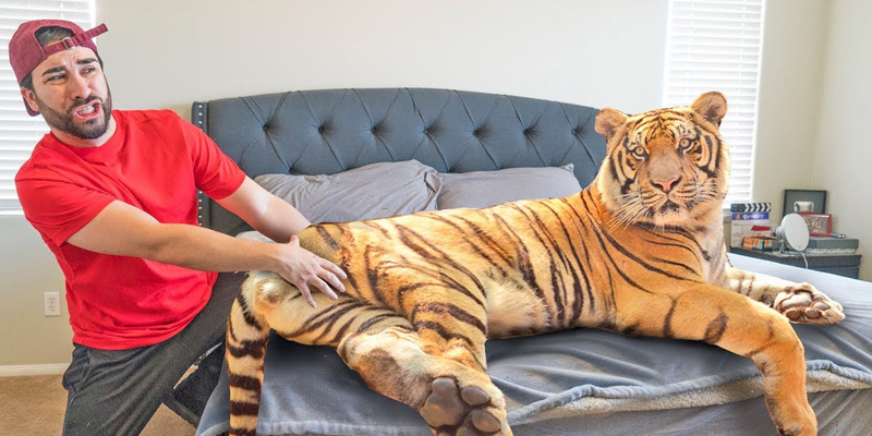 Mơ Thấy Cọp Đánh Con Gì? Giấc Mơ Hổ Mang Ý Nghĩa Ra Sao? 4 Hổ vào nhà cảnh báo tới người mơ thấy chúng