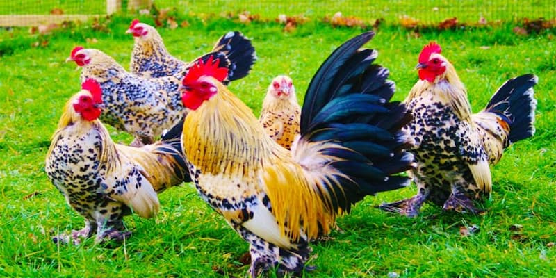 Mơ thấy gà đánh con gì chuẩn xác dành cho người mới 9 Mơ thấy gà đánh con gì chuẩn xác dành cho người mới