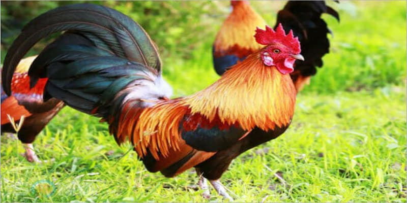 Mơ thấy gà đánh con gì chuẩn xác dành cho người mới 4 Mơ thấy gà trống đánh con gì