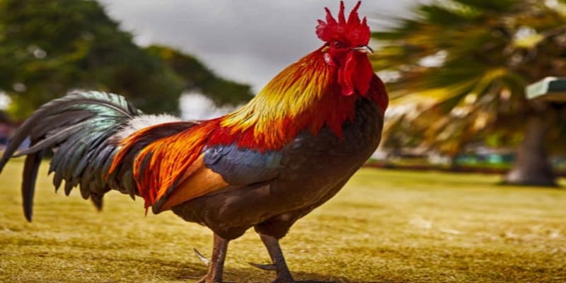 Mơ thấy gà đánh con gì chuẩn xác dành cho người mới 2 Ý nghĩa tổng quan của giấc mơ thấy gà đánh con gì