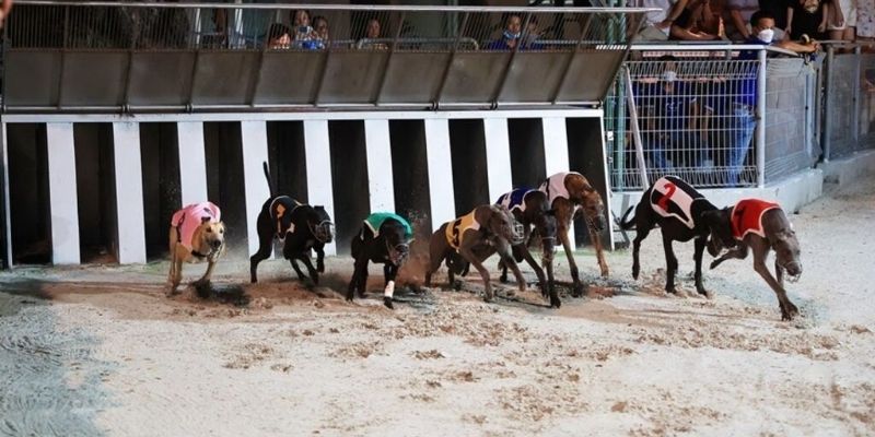 Cược Đua Chó Ảo Và Những Điều Bạn Cần Biết 2025 4 Các thể loại cược đua chó ảo có mặt tại nhà cái 77BET