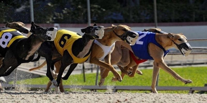 Cược Đua Chó Ảo Và Những Điều Bạn Cần Biết 2025 4 Luật chơi cược chó ảo siêu dễ chơi cho mọi người