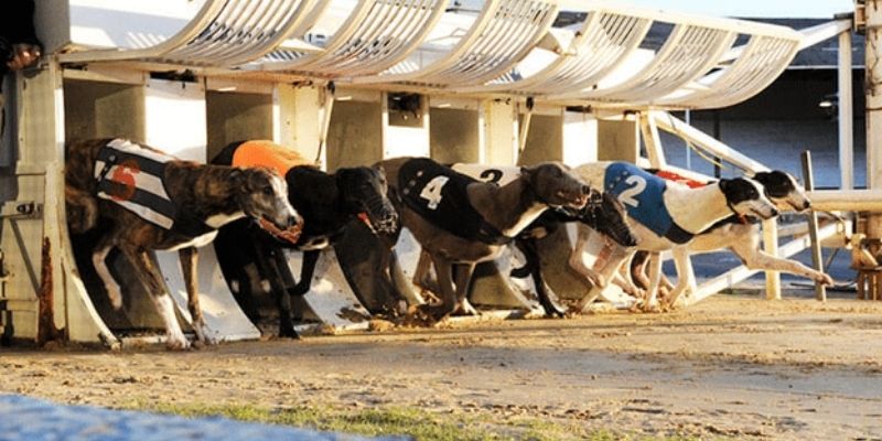 Cược Đua Chó Ảo Và Những Điều Bạn Cần Biết 2025 2 Tổng quan những nét chính về cược chó ảo